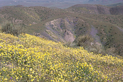 Photo taken in the Tumey Hills, Fresno County © Dean W. Taylor. 